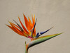 Dateiname=Gerd_Strelitzia_reginae_Paradisvogelblume.jpg
Dateigröße=556KB
Abmessungen: 1200x900
hinzugefügt am: 16. Juni 2023 Gerd_Strelitzia_reginae_Paradisvogelblume.jpg