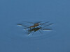 Dateiname=Gerd_Wasserlaeufer_bei_der_Arbeit.jpeg
Dateigröße=719KB
Abmessungen: 1200x900
hinzugefügt am: 27. August 2024 Gerd_Wasserlaeufer_bei_der_Arbeit.jpeg