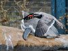 Dateiname=Gerd_Zoo_Krefeld_Inkaseeschwalbe_im_Pinguingehege.jpg
Dateigröße=950KB
Abmessungen: 1200x900
hinzugefügt am: 20. September 2022 Gerd_Zoo_Krefeld_Inkaseeschwalbe_im_Pinguingehege.jpg