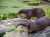 Dateiname=Gerd_Zoo_Krefeld__Robben.jpg
Dateigröße=1149KB
Abmessungen: 1200x900
hinzugefügt am: 29. September 2022 Gerd_Zoo_Krefeld__Robben.jpg