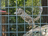 Dateiname=Gerd_Zoo_Krefeld_sibirischer_Tiger.jpg
Dateigröße=1150KB
Abmessungen: 1200x900
hinzugefügt am: 08. September 2022 Gerd_Zoo_Krefeld_sibirischer_Tiger.jpg