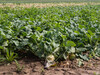 Dateiname=Kohlrabi_ganz_frisch.jpg
Dateigröße=982KB
Abmessungen: 1200x900
hinzugefügt am: 12. Juli 2021 Kohlrabi_ganz_frisch.jpg