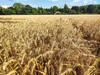 Dateiname=Manni_Landwirtschaftlich_genutzte_Natur.jpg
Dateigröße=1301KB
Abmessungen: 1200x900
hinzugefügt am: 23. Juli 2024 Manni_Landwirtschaftlich_genutzte_Natur.jpg