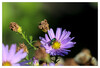 Dateiname=Marianne_Im_Licht_der_Herbstsonne_03.jpg
Dateigröße=584KB
Abmessungen: 1200x817
hinzugefügt am: 24. Oktober 2023 Marianne_Im_Licht_der_Herbstsonne_03.jpg