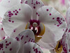 Dateiname=Orchidee.jpg
Dateigröße=660KB
Abmessungen: 1200x900
hinzugefügt am: 31. August 2021 Orchidee.jpg