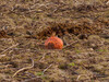 Dateiname=P1131818B_b-1.jpg
Dateigröße=697KB
Abmessungen: 1200x900
hinzugefügt am: 13. Januar 2021 P1131818B_b-1.jpg