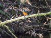 P3294863_b-1.jpg