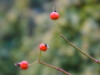 Dateiname=PC300002_b-1.jpg
Dateigröße=281KB
Abmessungen: 1200x900
hinzugefügt am: 30. Dezember 2020 PC300002_b-1.jpg