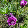 Dateiname=Perla_Malvenblueten.jpg
Dateigröße=1183KB
Abmessungen: 1200x1200
hinzugefügt am: 18. Juli 2024 Perla_Malvenblueten.jpg