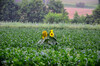 Dateiname=Perla_Sonnenblumen_im_Feld.jpg
Dateigröße=974KB
Abmessungen: 1200x795
hinzugefügt am: 23. Juli 2024 Perla_Sonnenblumen_im_Feld.jpg