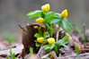 Dateiname=Perla_Winterlinge.JPG
Dateigröße=778KB
Abmessungen: 1200x799
hinzugefügt am: 27. Januar 2023 Perla_Winterlinge.JPG