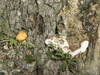 Dateiname=Pilze.jpg
Dateigröße=933KB
Abmessungen: 1200x900
hinzugefügt am: 12. Oktober 2021 Pilze.jpg