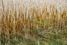 Dateiname=Roland_Blick_ins_Feld.jpg
Dateigröße=1511KB
Abmessungen: 1200x800
hinzugefügt am: 23. Juli 2024 Roland_Blick_ins_Feld.jpg