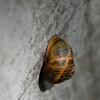 Dateiname=Roland_Gehaeuse_BM.jpg
Dateigröße=477KB
Abmessungen: 900x900
hinzugefügt am: 27. Mai 2022 Roland_Gehaeuse_BM.jpg