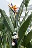 Dateiname=Roland_Lieblingsblume.jpg
Dateigröße=1435KB
Abmessungen: 1200x1800
hinzugefügt am: 19. Mai 2024 Roland_Lieblingsblume.jpg