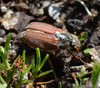 Dateiname=Roland_Maikaefer~0.JPG
Dateigröße=784KB
Abmessungen: 1200x1061
hinzugefügt am: 23. Mai 2023 Roland_Maikaefer~0.JPG