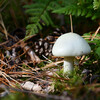 Dateiname=Roland_Pilz.JPG
Dateigröße=902KB
Abmessungen: 1200x1200
hinzugefügt am: 29. Oktober 2023 Roland_Pilz.JPG