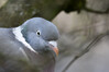 Dateiname=Roland_Portrait.JPG
Dateigröße=422KB
Abmessungen: 1200x800
hinzugefügt am: 27. Januar 2023 Roland_Portrait.JPG