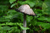 Dateiname=Roland_Tintling.JPG
Dateigröße=672KB
Abmessungen: 1200x800
hinzugefügt am: 22. September 2023 Roland_Tintling.JPG