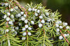 Dateiname=Roland_Wacholder.JPG
Dateigröße=794KB
Abmessungen: 1200x800
hinzugefügt am: 04. September 2023 Roland_Wacholder.JPG
