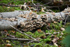 Dateiname=Roland_Waldboden.JPG
Dateigröße=922KB
Abmessungen: 1200x800
hinzugefügt am: 30. September 2023 Roland_Waldboden.JPG
