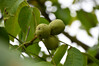 Dateiname=Roland_Wallnuesse.JPG
Dateigröße=557KB
Abmessungen: 1200x800
hinzugefügt am: 14. September 2023 Roland_Wallnuesse.JPG
