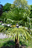 Dateiname=Ropland_Palme.jpg
Dateigröße=1276KB
Abmessungen: 800x1200
hinzugefügt am: 27. Mai 2024 Ropland_Palme.jpg