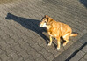 Dateiname=Schatten_Joy___Manni.jpg
Dateigröße=1374KB
Abmessungen: 1200x834
hinzugefügt am: 05. September 2021 Schatten_Joy___Manni.jpg