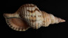 Dateiname=Verena_Leber_Aus_dem_Meer.jpg
Dateigröße=68KB
Abmessungen: 1200x671
hinzugefügt am: 06. Februar 2022 Verena_Leber_Aus_dem_Meer.jpg