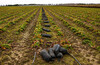 Dateiname=Verena_Leber_Erdbeerfeld_im_Winter.jpg
Dateigröße=375KB
Abmessungen: 1200x780
hinzugefügt am: 29. November 2021 Verena_Leber_Erdbeerfeld_im_Winter.jpg