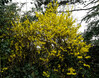 Verena_Leber_Forsythia.jpg