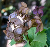 Dateiname=Verena_Leber_Herbstliche_Hortensie.jpg
Dateigröße=1003KB
Abmessungen: 1200x1123
hinzugefügt am: 11. September 2023 Verena_Leber_Herbstliche_Hortensie.jpg