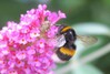Dateiname=Verena_Leber_Hummel.jpg
Dateigröße=114KB
Abmessungen: 1200x814
hinzugefügt am: 08. Juli 2024 Verena_Leber_Hummel.jpg