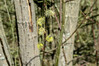 Dateiname=Verena_Leber_Kaetzchen2C_aufgeblueht.jpg
Dateigröße=643KB
Abmessungen: 1200x800
hinzugefügt am: 21. März 2021 Verena_Leber_Kaetzchen2C_aufgeblueht.jpg
