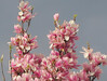 Dateiname=Verena_Leber_Magnolie.jpg
Dateigröße=1096KB
Abmessungen: 1600x1212
hinzugefügt am: 24. März 2024 Verena_Leber_Magnolie.jpg