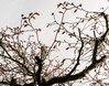 Dateiname=Verena_Leber_Magnolienknospen.jpg
Dateigröße=313KB
Abmessungen: 1200x943
hinzugefügt am: 19. März 2023 Verena_Leber_Magnolienknospen.jpg