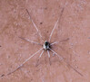 Dateiname=Verena_Leber_Spinne.jpg
Dateigröße=1041KB
Abmessungen: 1200x1098
hinzugefügt am: 27. Oktober 2023 Verena_Leber_Spinne.jpg