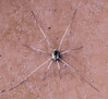 Verena_Leber_Spinne.jpg