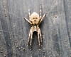 Dateiname=Verena_Leber_Spinne~0.jpg
Dateigröße=1067KB
Abmessungen: 1200x972
hinzugefügt am: 18. März 2024 Verena_Leber_Spinne~0.jpg