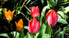 Dateiname=Verena_Leber_Tulpen.jpg
Dateigröße=1266KB
Abmessungen: 1600x899
hinzugefügt am: 24. März 2024 Verena_Leber_Tulpen.jpg