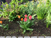 Dateiname=Verena_Leber_Tulpen_2.JPG
Dateigröße=1464KB
Abmessungen: 1200x900
hinzugefügt am: 24. März 2024 Verena_Leber_Tulpen_2.JPG
