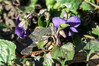 Dateiname=Verena_Leber_Veilchen2C_bescheiden_versteckt.jpg
Dateigröße=802KB
Abmessungen: 1200x798
hinzugefügt am: 15. März 2021 Verena_Leber_Veilchen2C_bescheiden_versteckt.jpg