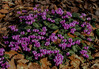 Dateiname=Verena_Leber__Fruehlings-Alpenveilchen.jpg
Dateigröße=314KB
Abmessungen: 1200x835
hinzugefügt am: 18. Februar 2022 Verena_Leber__Fruehlings-Alpenveilchen.jpg