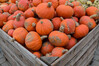 Dateiname=Verena_Leber___Hokaido-Kirbisse.jpg
Dateigröße=232KB
Abmessungen: 1200x800
hinzugefügt am: 16. Oktober 2021 Verena_Leber___Hokaido-Kirbisse.jpg
