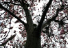 Dateiname=Verena_Leber___Magnolienblueten.jpg
Dateigröße=359KB
Abmessungen: 1200x848
hinzugefügt am: 26. März 2023 Verena_Leber___Magnolienblueten.jpg