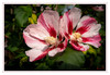 Dateiname=a_Hibiskus.jpg
Dateigröße=689KB
Abmessungen: 1200x831
hinzugefügt am: 05. September 2024 a_Hibiskus.jpg