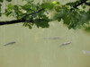 Dateiname=x_Gerd_Haie_im_Stausee_Bitburg.jpg
Dateigröße=651KB
Abmessungen: 1200x900
hinzugefügt am: 18. September 2024 x_Gerd_Haie_im_Stausee_Bitburg.jpg