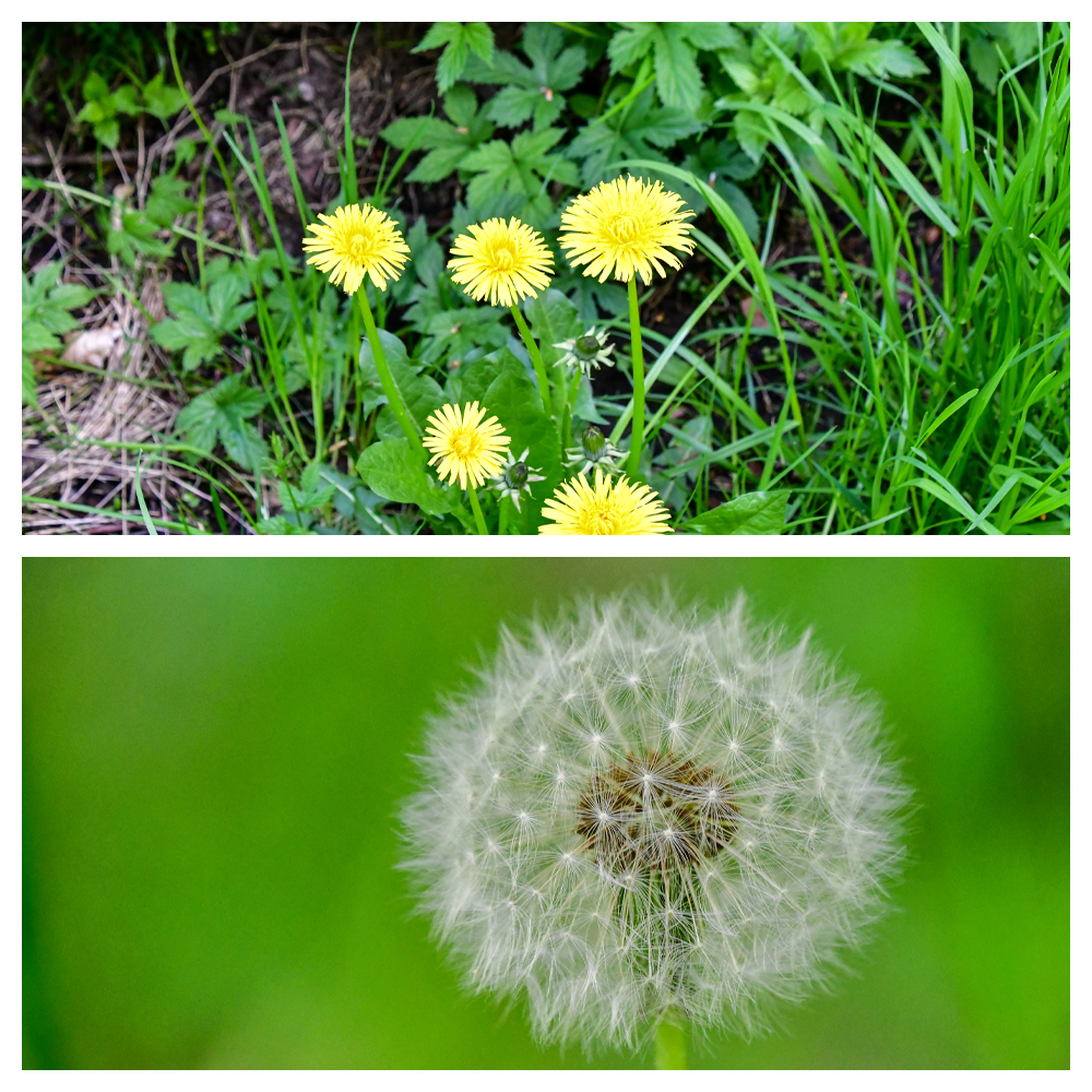 Krautige Pflanze
Im Lauf der Geschichte war Löwenzahn mehr als ein Unkraut. Vor der Industrialisierung war die Pflanze eine wertvolle Frischkostquelle im Frühling. Nach der Blüte entwickelt sich ein kugelförmiger Fruchtstand, der aus vielen kleinen Achänen besteht, das sind nussartige Einzelfrüchte. (wiesenwert.de)
Schlüsselwörter: 2025