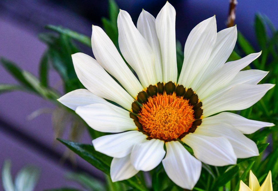 Sonnenhungrige Schönheit
Der Name verrät schon, wann Mittagsblumen ihre Blüten öffnen. Um die Mittagszeit erstrahlen die Blumen in den schönsten Farben. Sie stammt ursprünglich aus dem südlichen Afrika. (SWR)


Schlüsselwörter: 2026