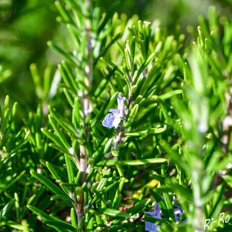 Rosmarienblüte
in wärmeren Regionen kann die Blüte bereits ab Oktober beginnen u. bis in den Winter hinein andauern. Die Blütenfarben reichen von hellblau über violett bis rosa oder weiß. (wikipedia)
Schlüsselwörter: 2026